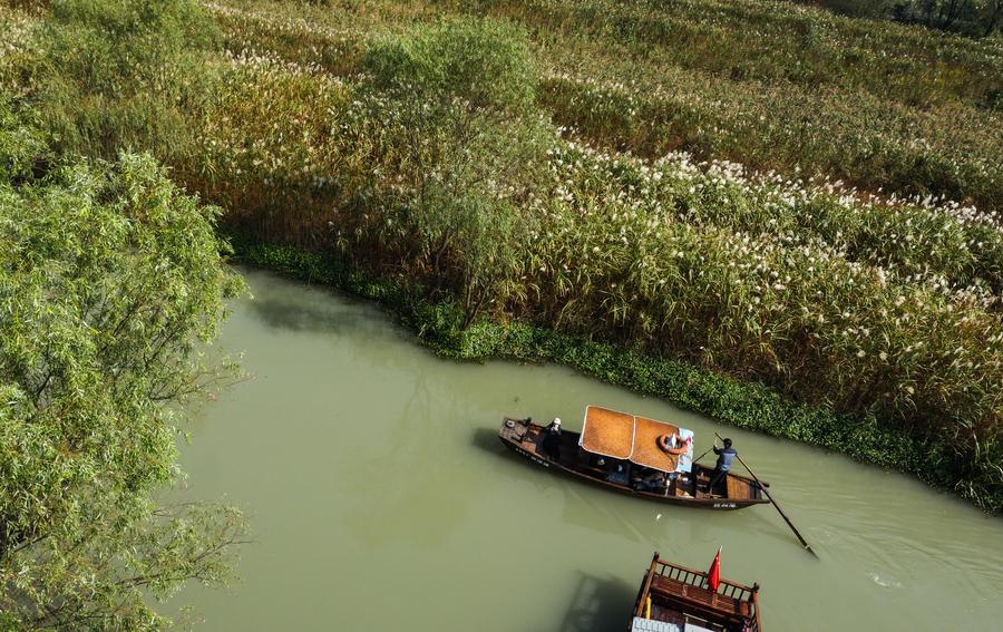 Autumn scenery in Xixi Wetland