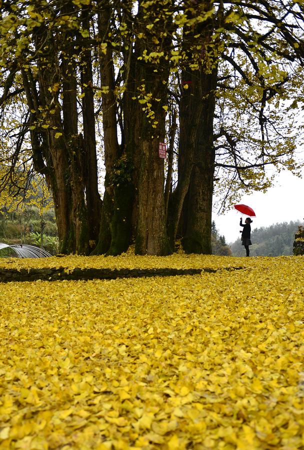 Walk amid the gingko leaves