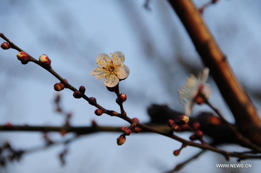 Plum blossom seen in E China's Hangzhou