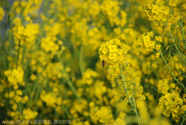 Early bloomers: Best times to view spring flowers in Beijing