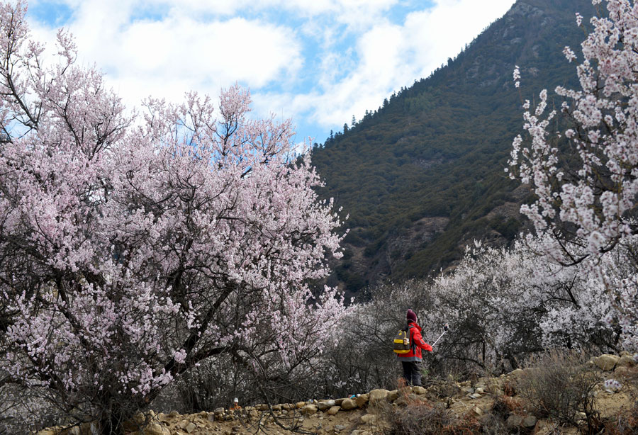 Nyingchi peach flower festival kicks off in Tibet