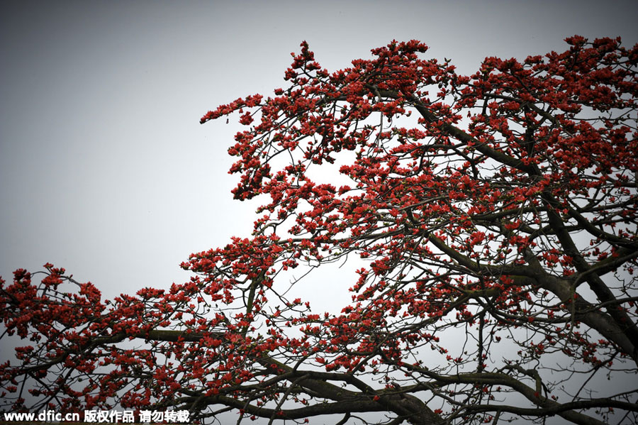 Red kapok flowers, as red as fire