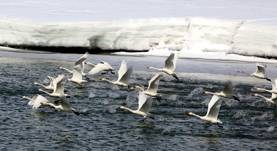 Hundreds of whooper swans arrive at Ertix River