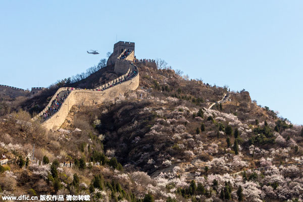Great Wall offers perfect backdrop for apricot blossom festival