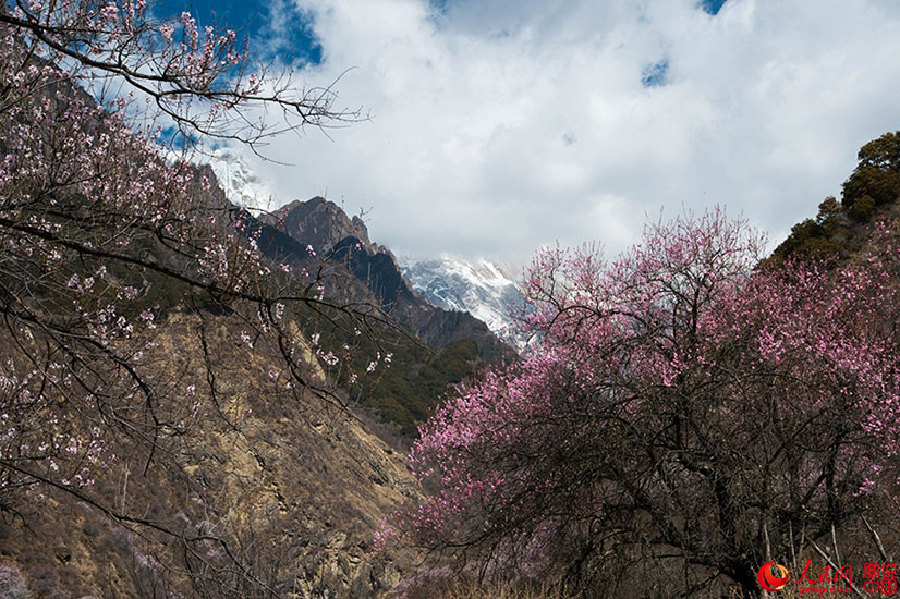 The fantastic spring in Tibet