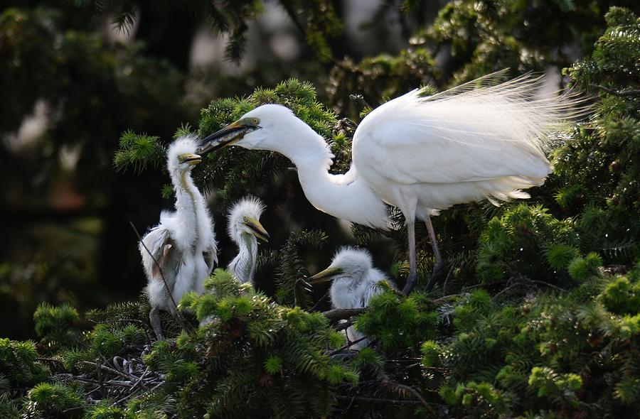 Xiangshan Forest Park: Heaven for egrets