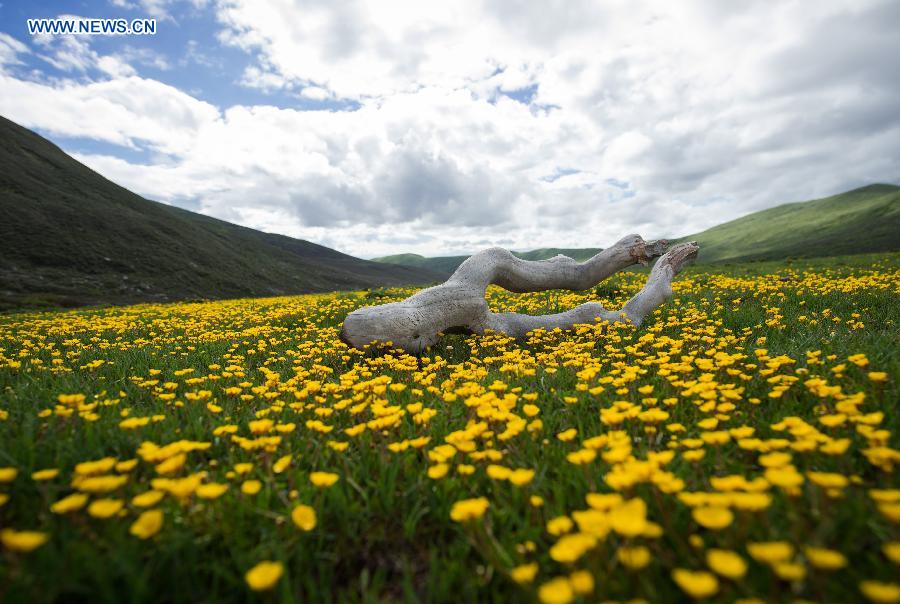 Flowers blossom in high altitude grassland