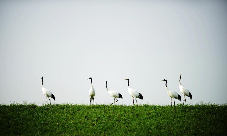 Red-crowned cranes create a travel hotspot in Zhalong Nature Reserve