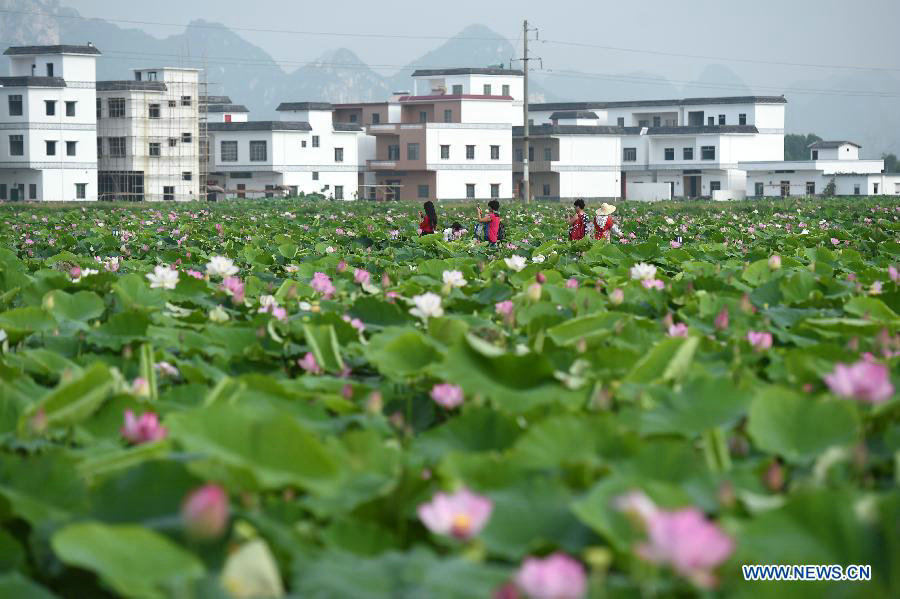 Lotus root industrial park attracts visitors in South China