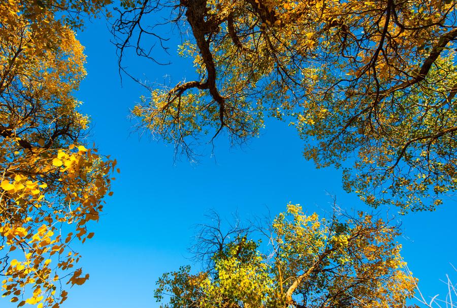 Scenery of desert poplar forest in Inner Mongolia