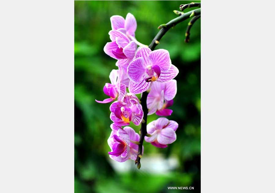 Orchids blossom at Qingxiu Mountain in Nanning