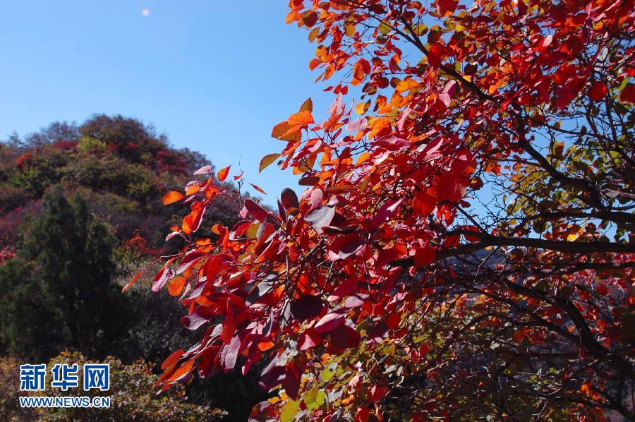 Red autumn leaves embellish China's Hebei