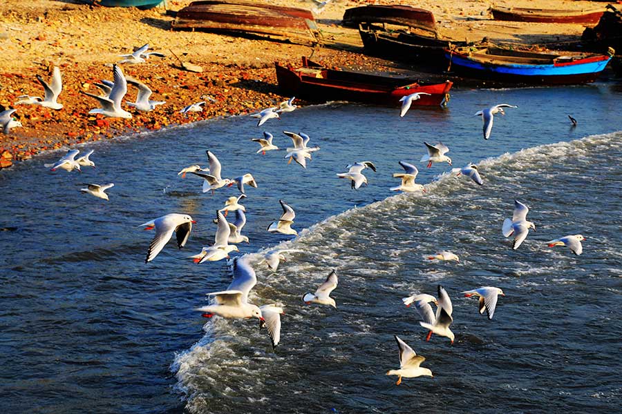 Seagulls on the hunt soar over the sea in Qingdao