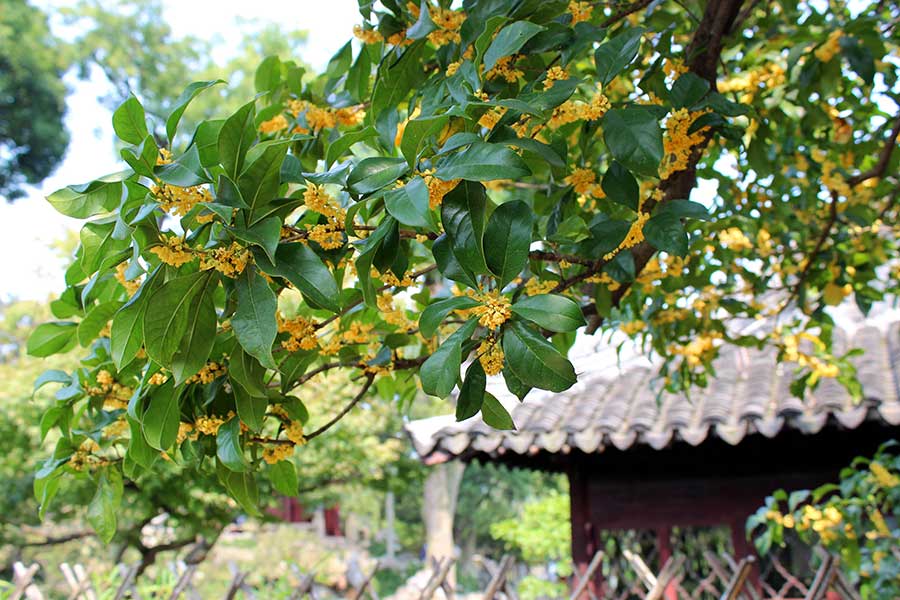 Sweet-scented osmanthus attracts garden lovers in Suzhou