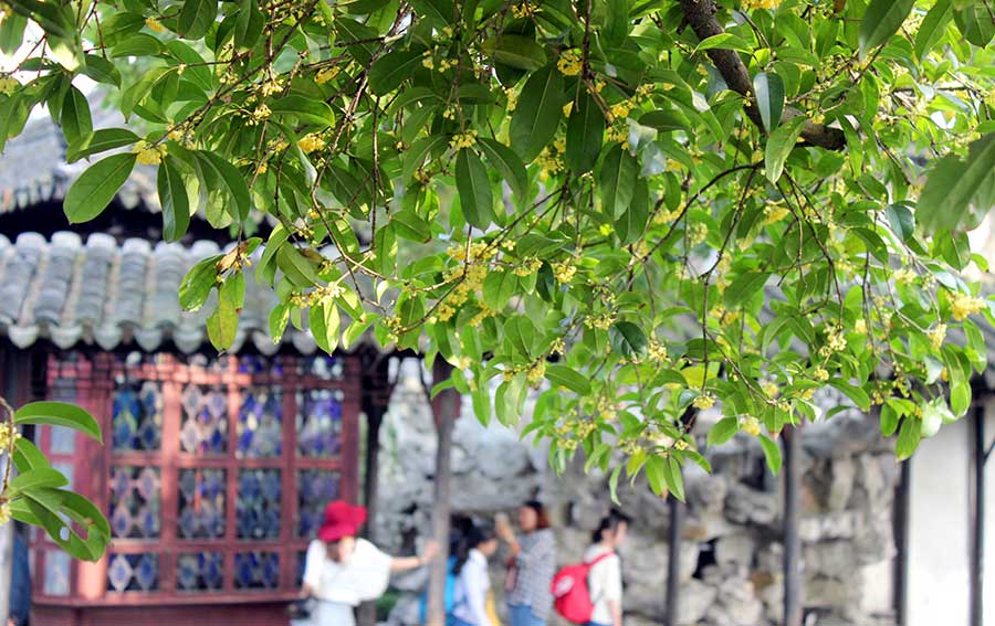 Sweet-scented osmanthus attracts garden lovers in Suzhou