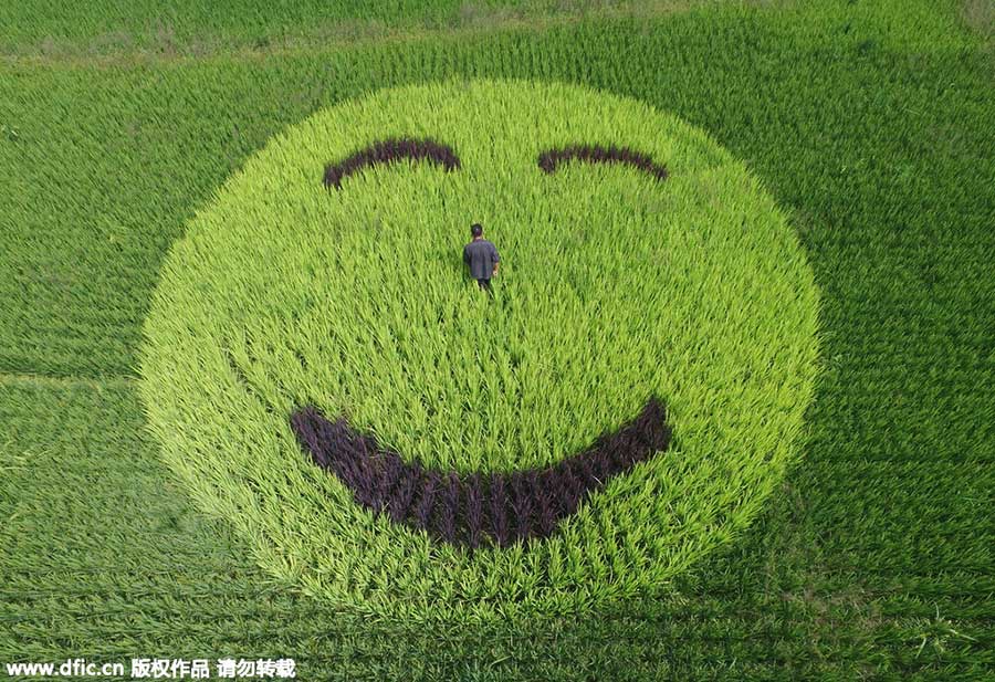 Amazing rice paddy art inspired from crops[5]- Chinadaily.com.cn