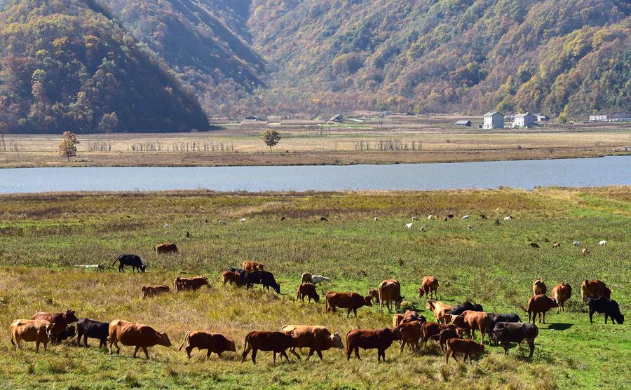 Autumn scenery in Shennongjia Dajiu Lake National Wetland Park