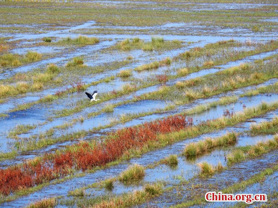 Amazing autumn scenery of Caohai Lake