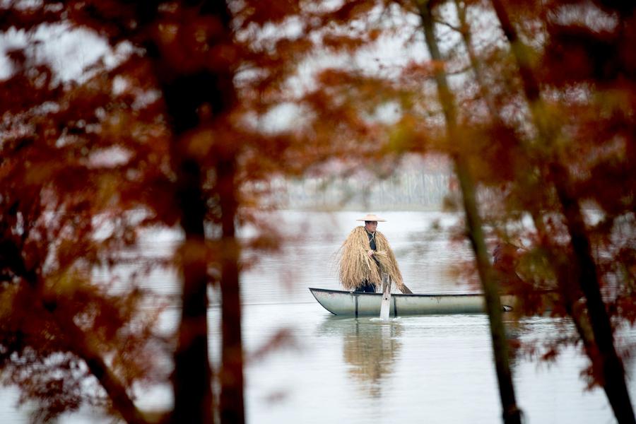 Tranquility in the ‘Water Forest’