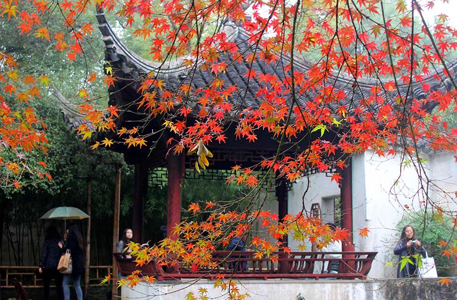 Red maple leaves add flavor to Zhuozheng garden's early winter scenery