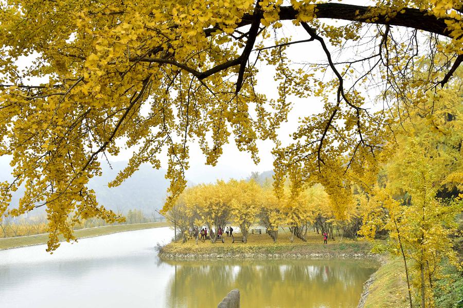 Ginkgo trees seen at ginkgo valley in Hubei