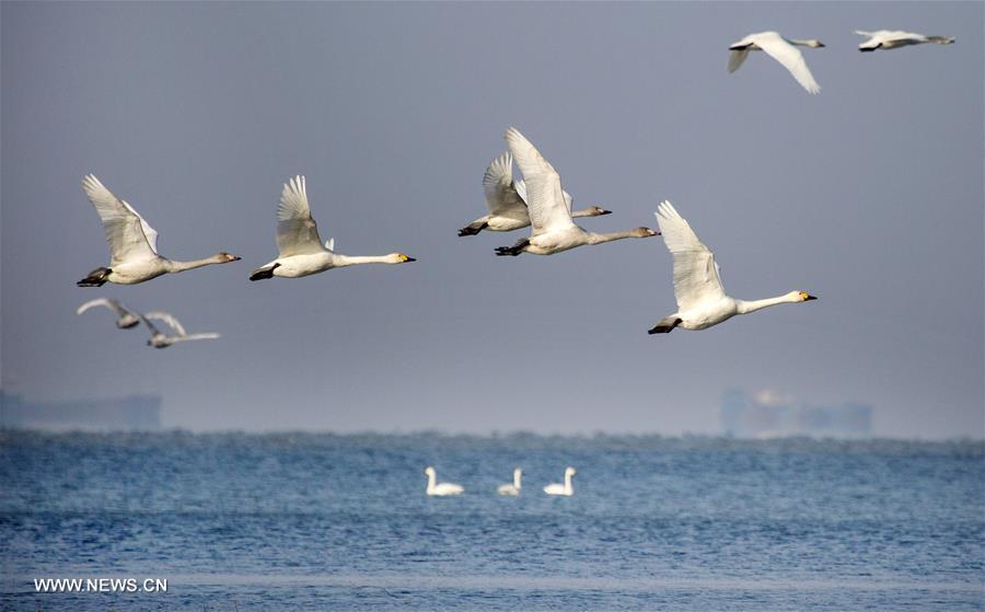 Swans fly over Poyang Lake in Jiangxi