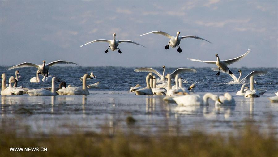 Swans fly over Poyang Lake in Jiangxi