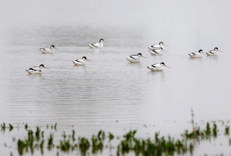 Good ecological conditions in Xuyi attract migratory birds