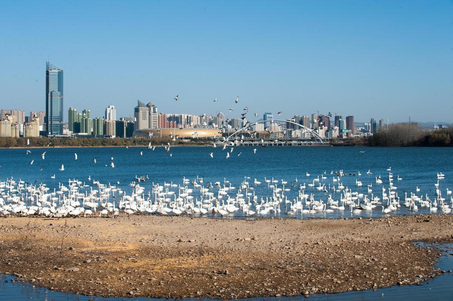 Swans leave freezing Siberia for sunny Henan
