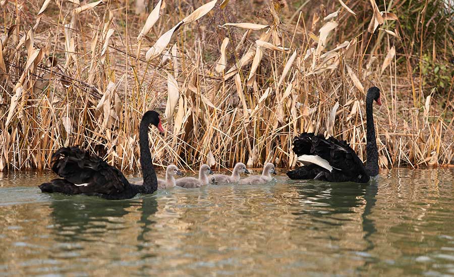 Black swans enjoy time with babies at wetland of Aixi Lake
