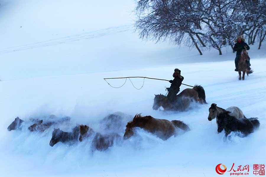 Horses galloping on snow-covered grasslands