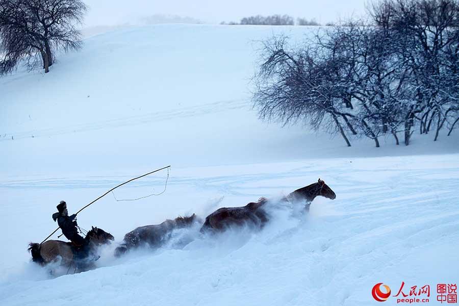 Horses galloping on snow-covered grasslands