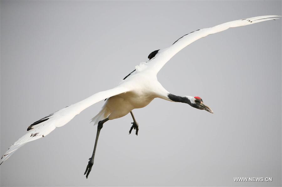 Red-crowned cranes seen at Yancheng nature reserve