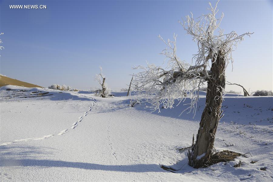 Rime scenery in Taklimakan Desert, NW China's Xinjiang