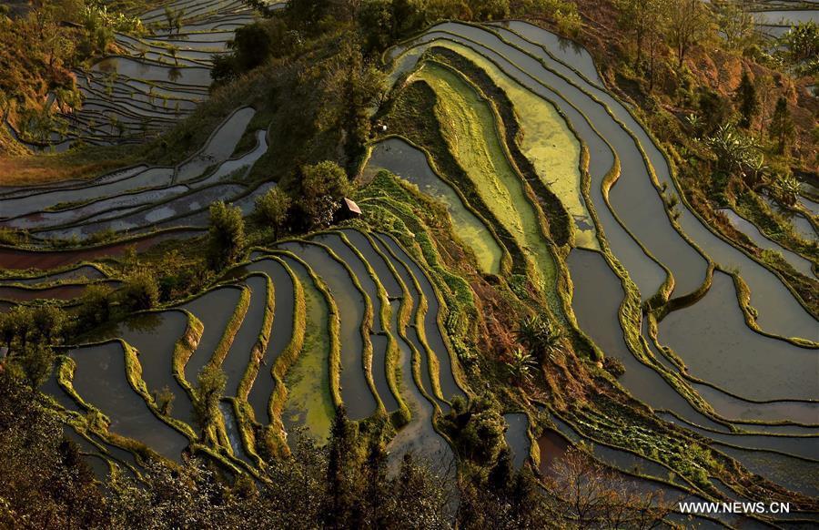 Wonder of farming civilization: Hani terraces in Yunnan