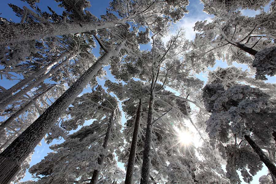 Extreme cold brings unique wintry scene to Mount Huangshan