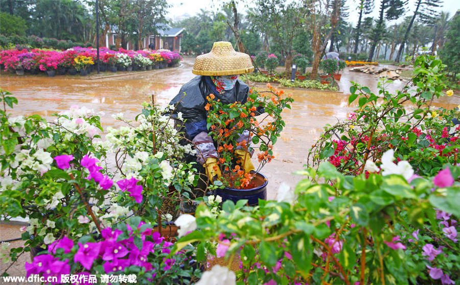 Hainan bougainvilleas add color to coming Spring Festival