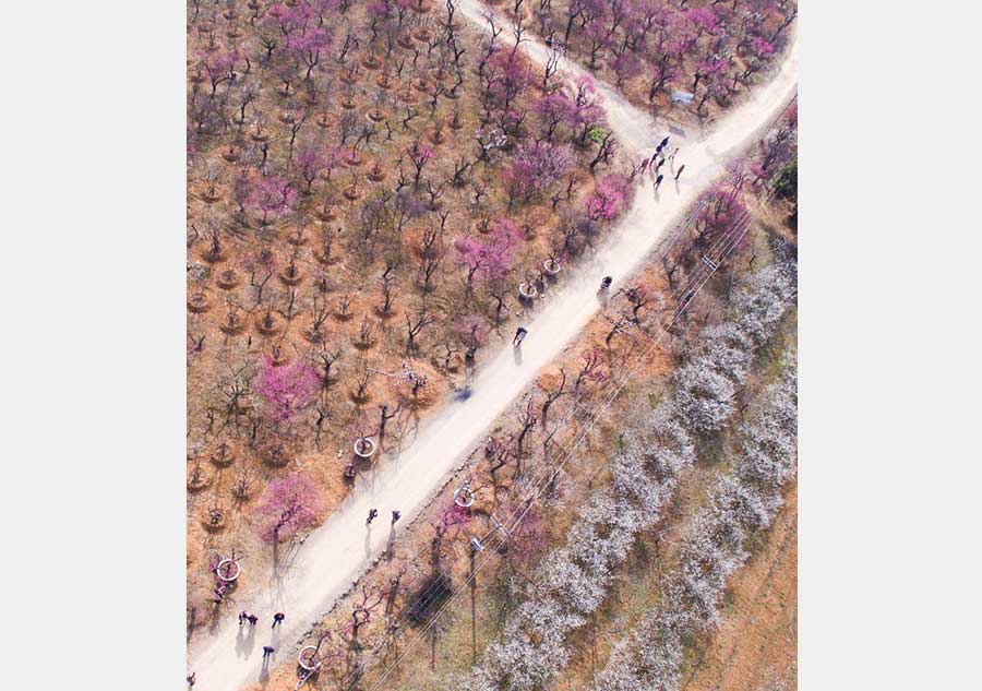 Plum trees blossom to embrace spring in Lincheng, Zhejiang province