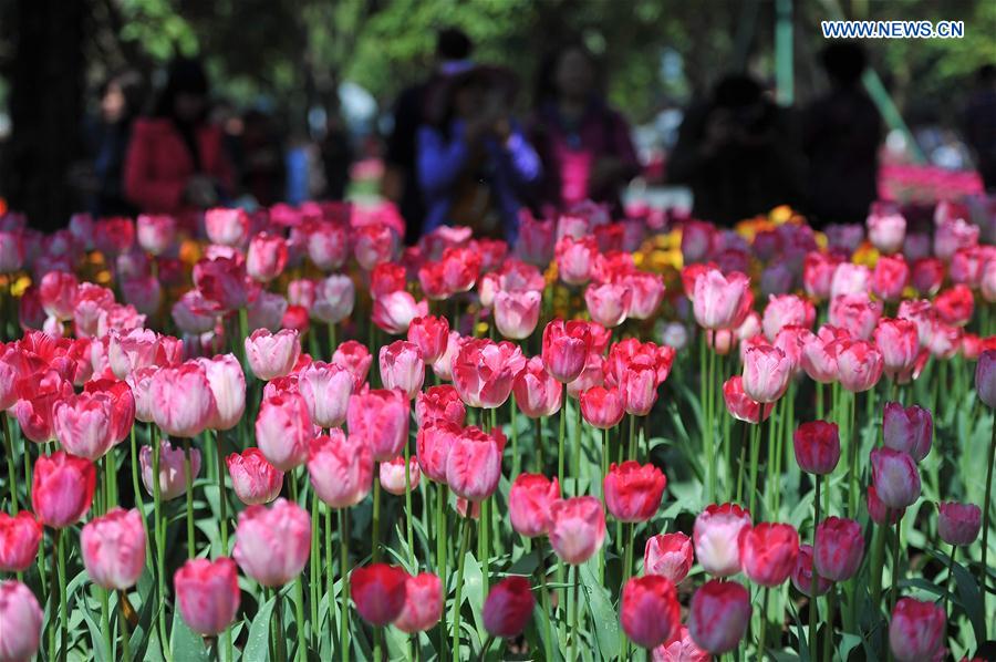 In pics: Blooming tulips in S China