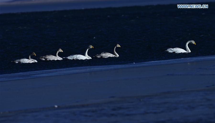 In pics: Swans in Qinghai Lake, NW China
