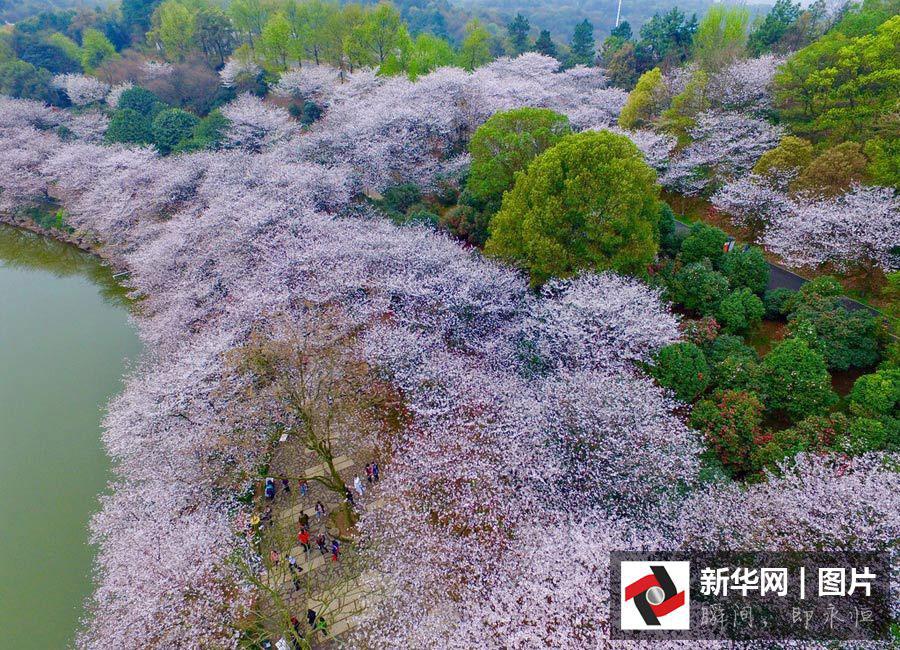 Aerial views of cherry blossoms in Hunan
