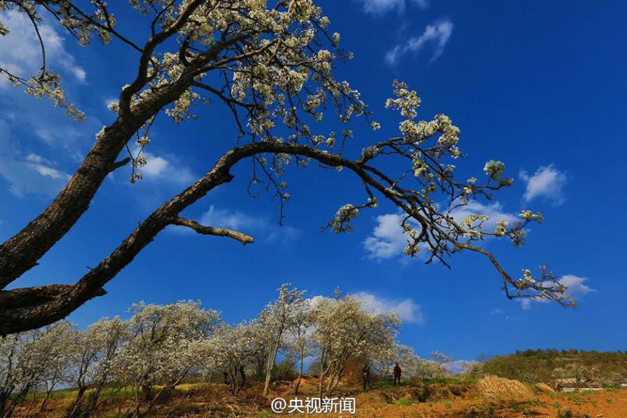 Pear blossoms add color to idyllic village