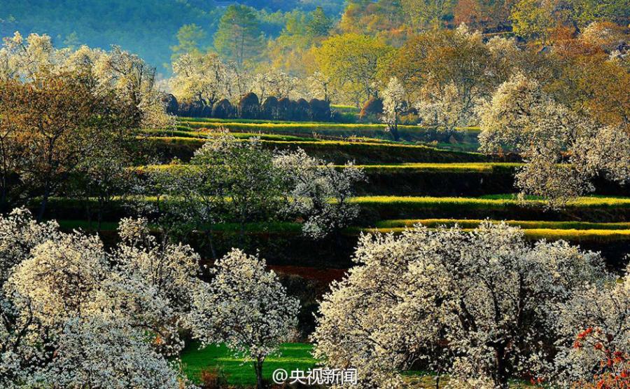 Pear blossoms add color to idyllic village