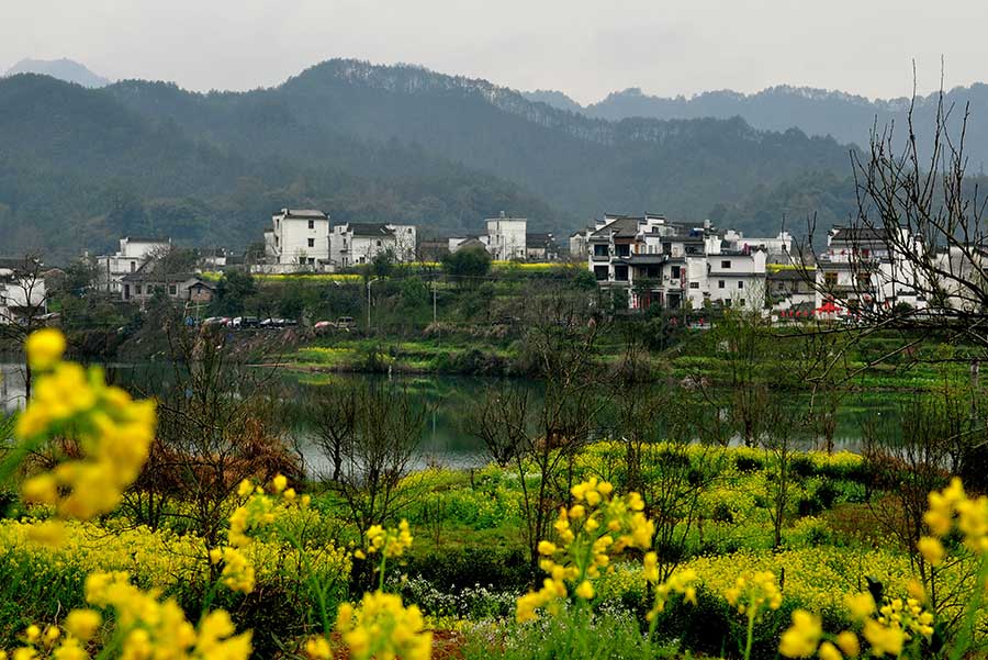 Flowery spring comes to Wuyuan, Jiangxi province