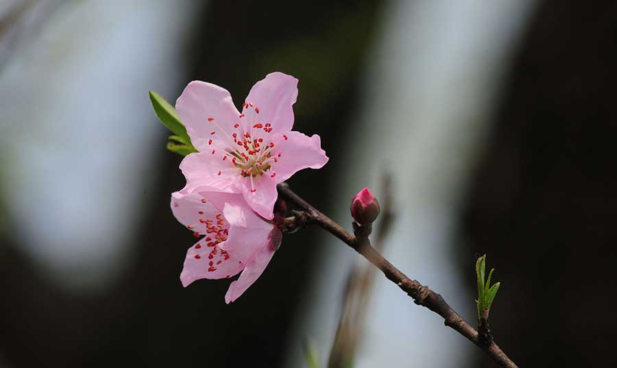 Blossoming peach flowers near West Lake mark the arrival of Spring