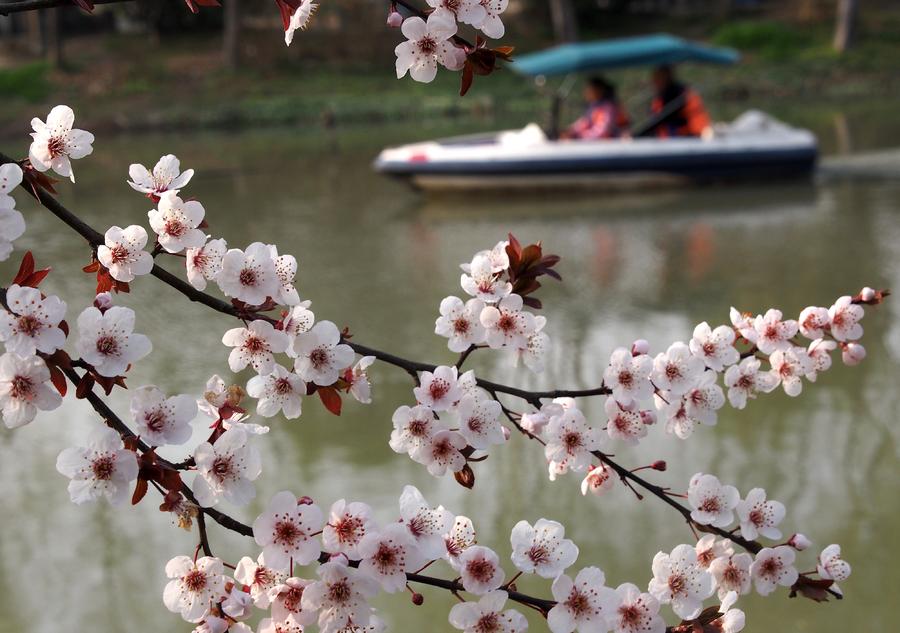 Cherry blossom seen at parks in Shanghai