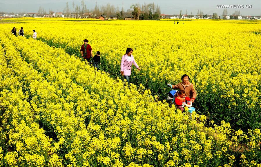 Scenery of cole flowers at Hanzhong City, NW China's Shaanxi