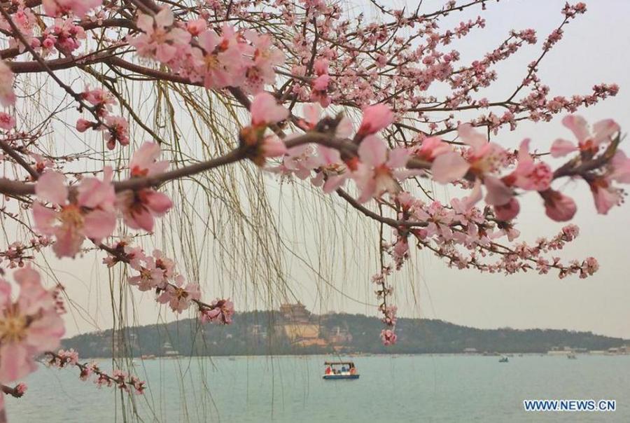 Flowers blossom in Summer Palace in Beijing