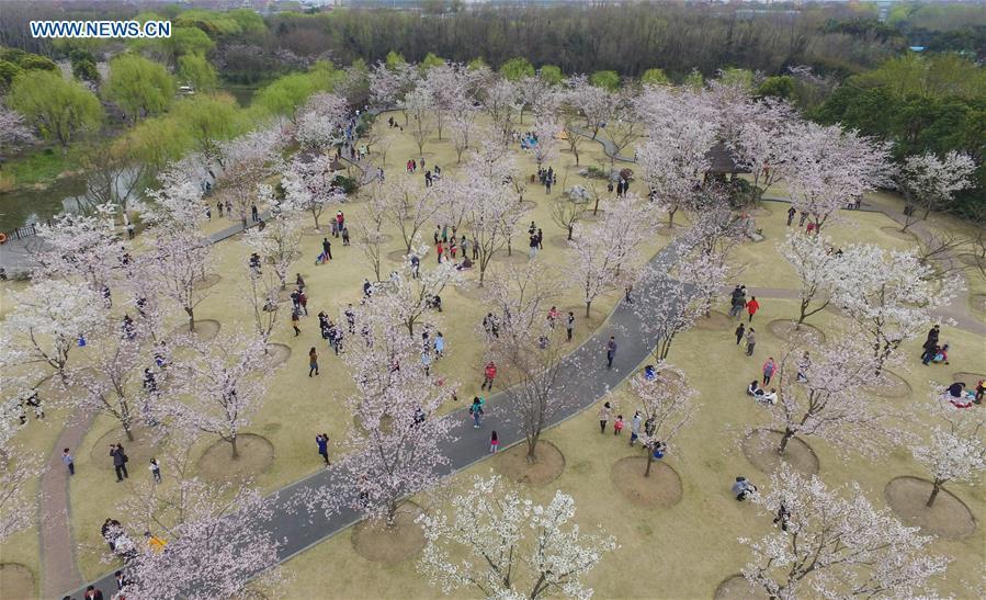 Cherry blossom seen at Gucun Park of Shanghai