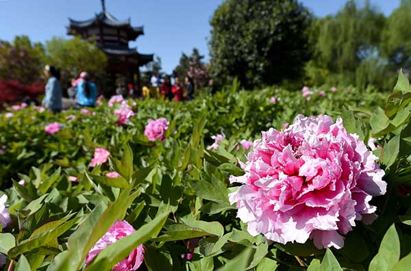 'Flower tours' blossom across China